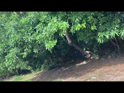 Santa Rosa Guachipilin, santa Ana El Salvador