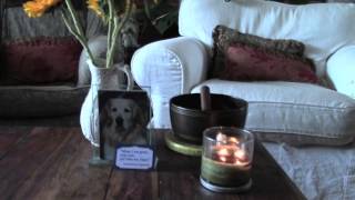 Pet Funeral & Green Pet Burial