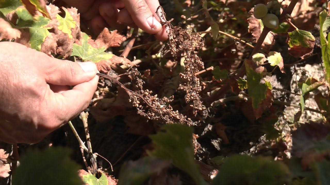 Las viñas de nuestra localidad pierden gran cantidad de su cosecha