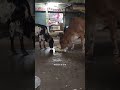 Cows At Night Cow Animal Horror Ghost
