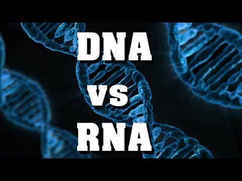 DNA vs RNA - der schnelle Vergleich!