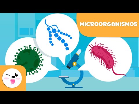 ¿Qué son los Microorganismos? - Las bacterias, los virus y los hongos para niños