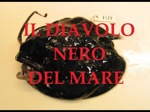 Quali parassiti su polli Che uccidere il mal di pancia a vermi
