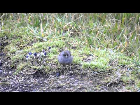 Junco vulcani