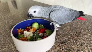 Cute African Grey Parrot Daily Routine