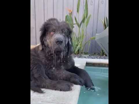 Funny and cute dogs compilation 🤣… #funnydog #funnypet #cutedog #dogsoftiktok #doglover