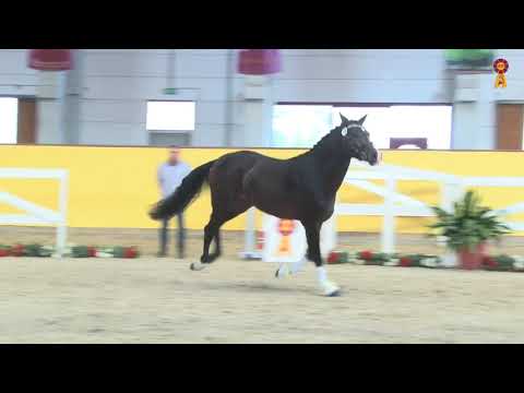 KN 44: Buckingham x Sir Donnerhall