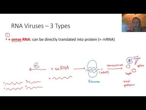 Replication of RNA Viruses
