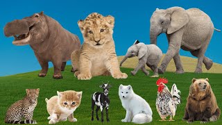 Adorable Moments of Animals: Hippo, Lion, Elephant, Cat, Goat, Fox, Chicken, Bear – Animal Moments