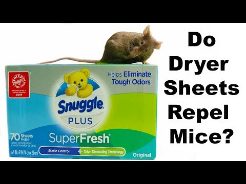 Do Dryer Sheets Repel Mice & Rats? Mousetrap Monday