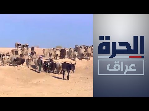 شاهد بالفيديو.. بدء موسم هجرة البدو الرحل نحو البراري العشبية