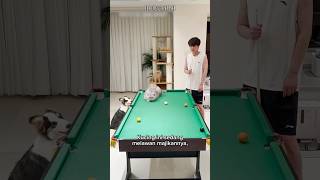 Download lagu Kucing pemenang bola billiard #komedi #kucinglucu #trendingvideo mp3