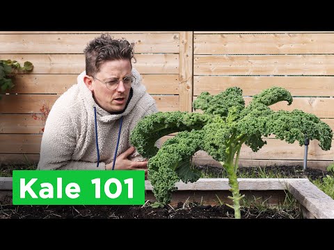 Kale 101: How To Plant, Grow & Harvest
