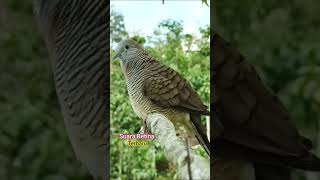 Download lagu Suara Perkutut Betina Asli mp3