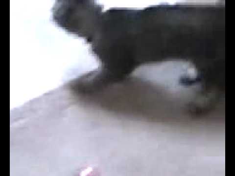 Devika chasing her ball (part 2) 10/26/11