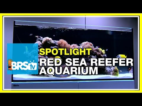 How to set up a reef tank - Red Sea Reefer Aquarium | BRStv Spotlight