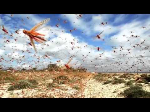 Behold a Black Horse