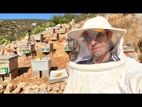 Sonbaharda Arı Bakımı ve Püf Noktaları - YouTube