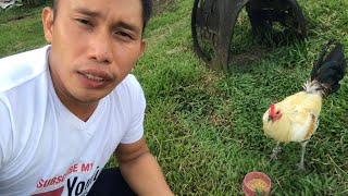 SIMPLENG BUHAY BACKYARD LANG UPDATE SA MGA ALAGA