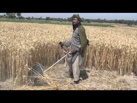 Working of wheat cutter