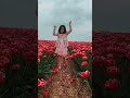 Tulips season - Tulips farm in Germany #Short #Tulips #Flowers #Travel