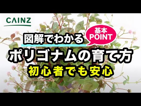 斑入りカワラバト