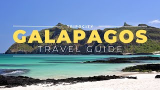 How to Travel to the Galapagos: A Comprehensive Guide to Trip Planning Budget Travel and Cruising