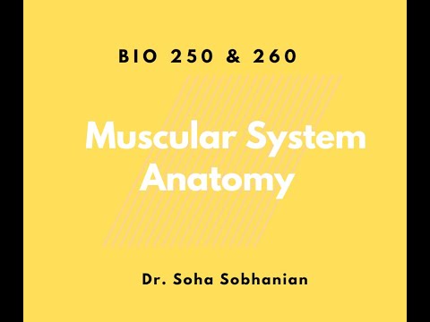 Muscles of the Body Anatomy