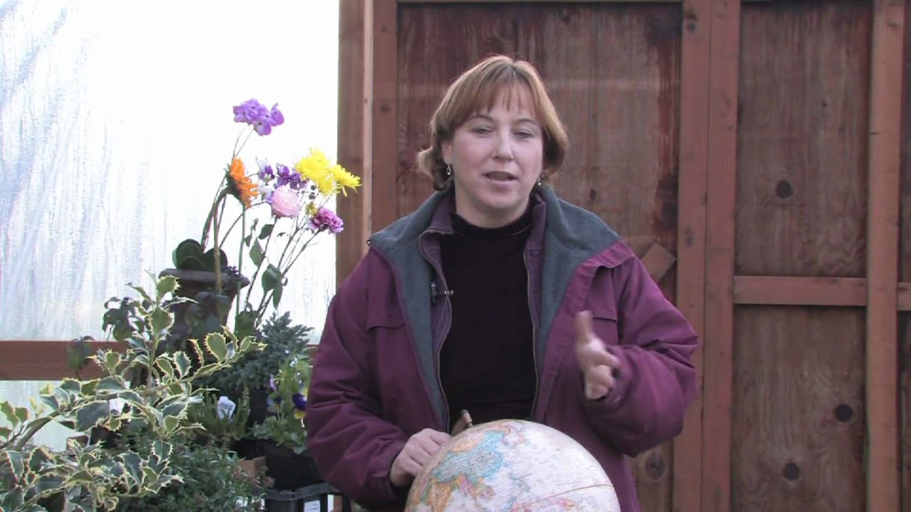 Gardening Tips & Flowers : How to Grow Balloon Flower (Platycodon Grandiflorum)