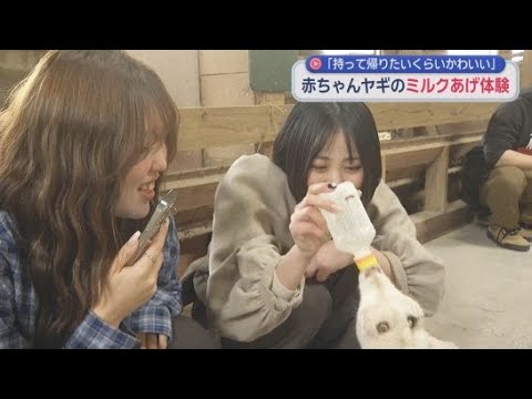YouTube Video 今だけ！　ヤギの赤ちゃんにミルクをあげる体験ができる　静岡・富士宮市のまかいの牧場