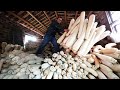 Amazing Luffa Farming and Harvesting - How Luffa Sponges Are Made - Loofa Cultivation Process