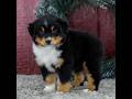 Miniature Australian Shepherd dogs for sale: Caroline - Video 1