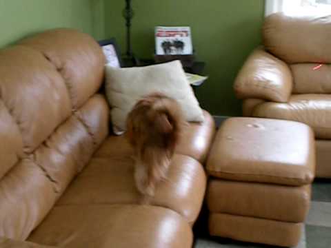 Crazy King Charles Spaniel Dog, Petey, chases his laser light