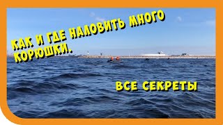 Когда начинают ловить корюшку на неве