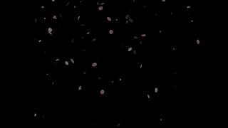 The National - Cherry Tree (Black Session 2003)