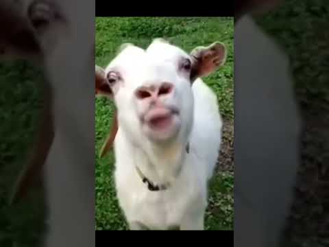 Fun Fun #shorts #funnyvideo #ziege