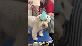 I Made an Ad for a Dog Grooming Company! #gohighlevel #doggroomingforbeginners