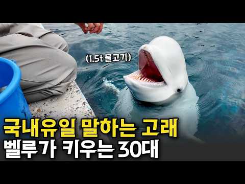 돌고래와 사랑에 빠져서 거제도에서 벨루가 키우는 30대 여자