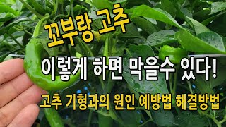 고추 기형과 꼬부랑고추 이렇게 하면 해결할수 있다. 고추 기형과 곡과 원인과 예방법 해결방법
