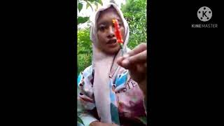 Download lagu GADIS CANTIK PETANI CABE mp3 Download lagu GADIS CANTIK PETANI CABE mp3