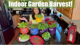 Indoor Vegetable Garden Harvest & Storage Tips  to Help Your Veggies Last Longer🥬 🍅🌱