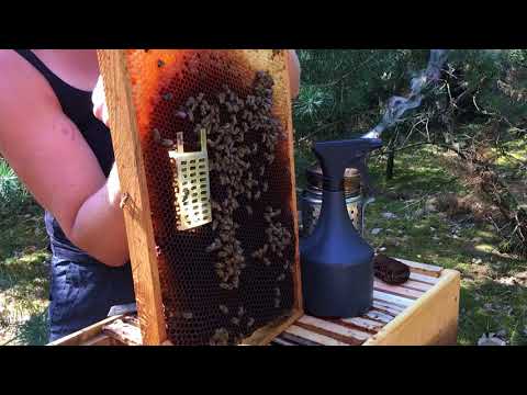 biotechnische Maßnahmen der Varroabekämpfung - herausholen des Käfigs Var-Control