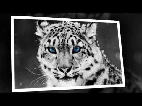 Betoko Vs Trentemoller - Les Djinns Raining Again (NrkProjects Edit)