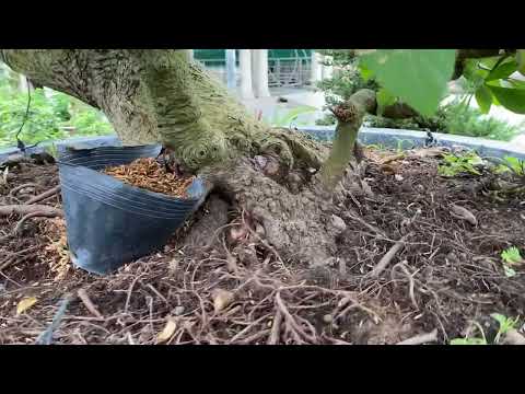 Lộc vừng bonsai hoa đỏ , cây đang ở làng hoa sa đéc