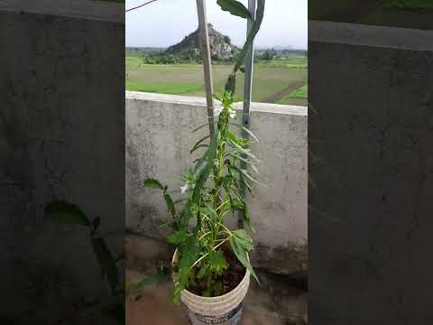 #Dragon fruits  Swarupa vlogs