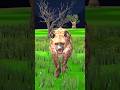 Red Eyes Animals Stories Jungle Story Hindi Stories Hindi Kahani Shorts