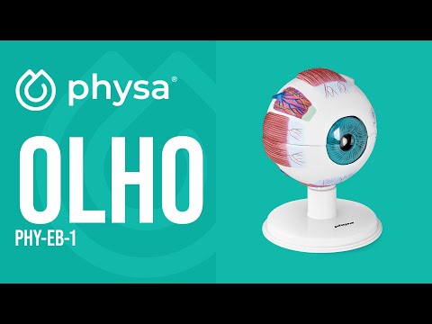 vídeo - Olho - modelo anatómico