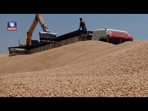 بەڤیدیۆ.. سایلۆی كەركوك بەڕووی وەرگرتنی بەرهەمی دانەوێڵەی جوتیاران كرایەوە