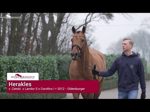 Herakles *2012 by Catoki x Landor S | Sosath Stallion Show 2022
