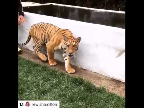 Sneaking up on a tiger